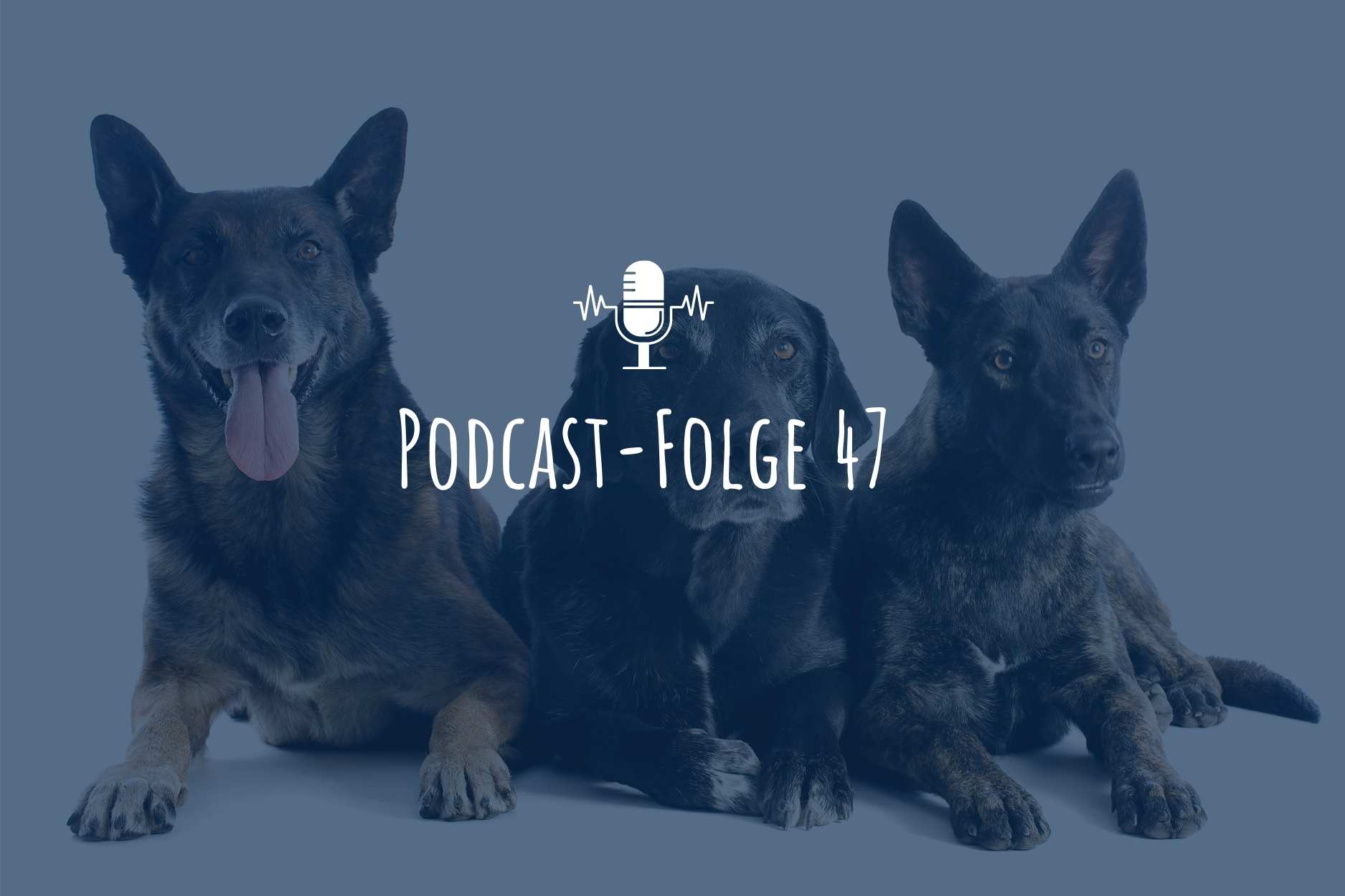 Die Drei Hunde Marchen Podcast